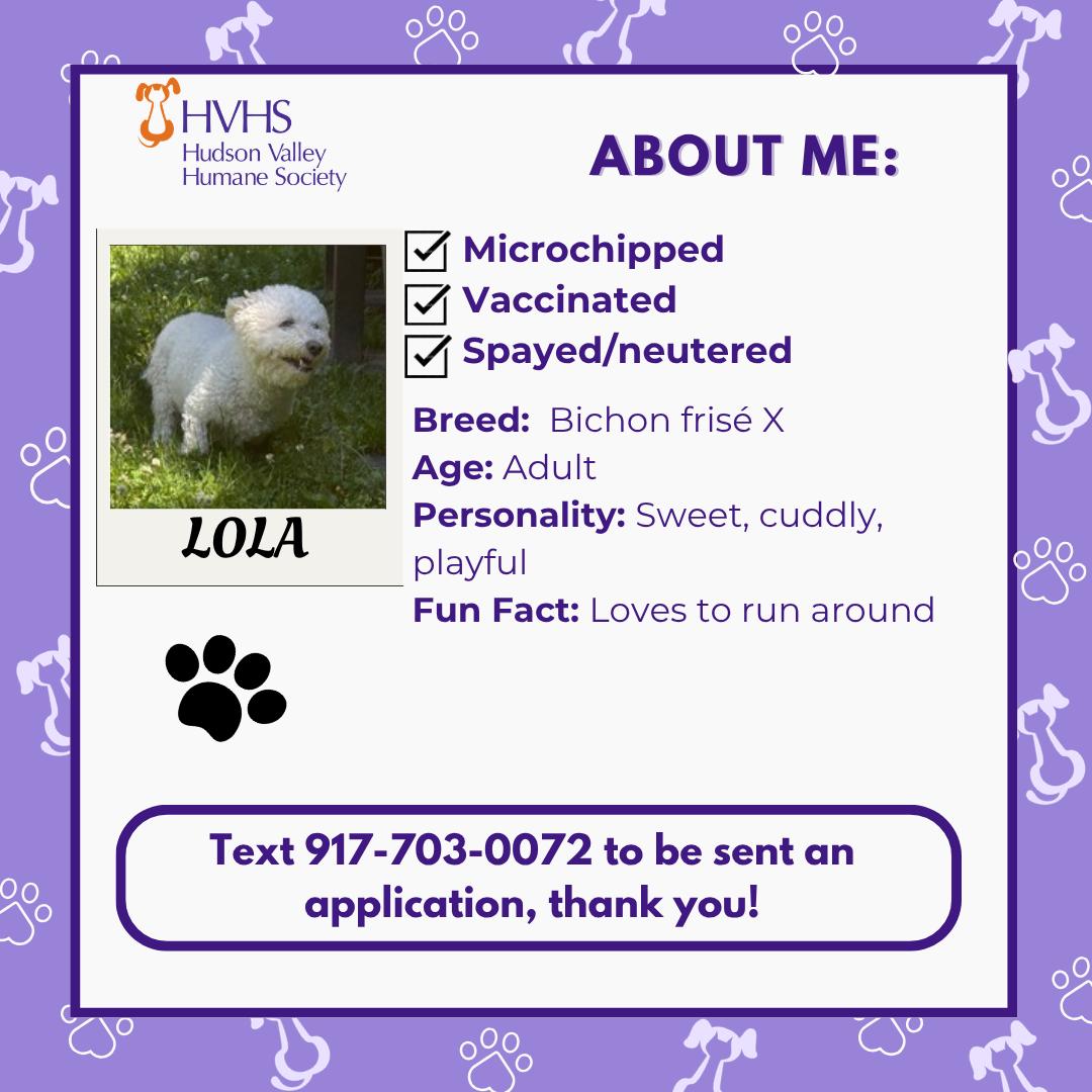 Enlarge LOLA, an adopted mixed breed in Pomona, NY image 2/2