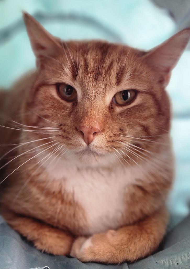 Enlarge Gingie B, a Adoptable mixed breed in Port Jervis, NY image 2/2