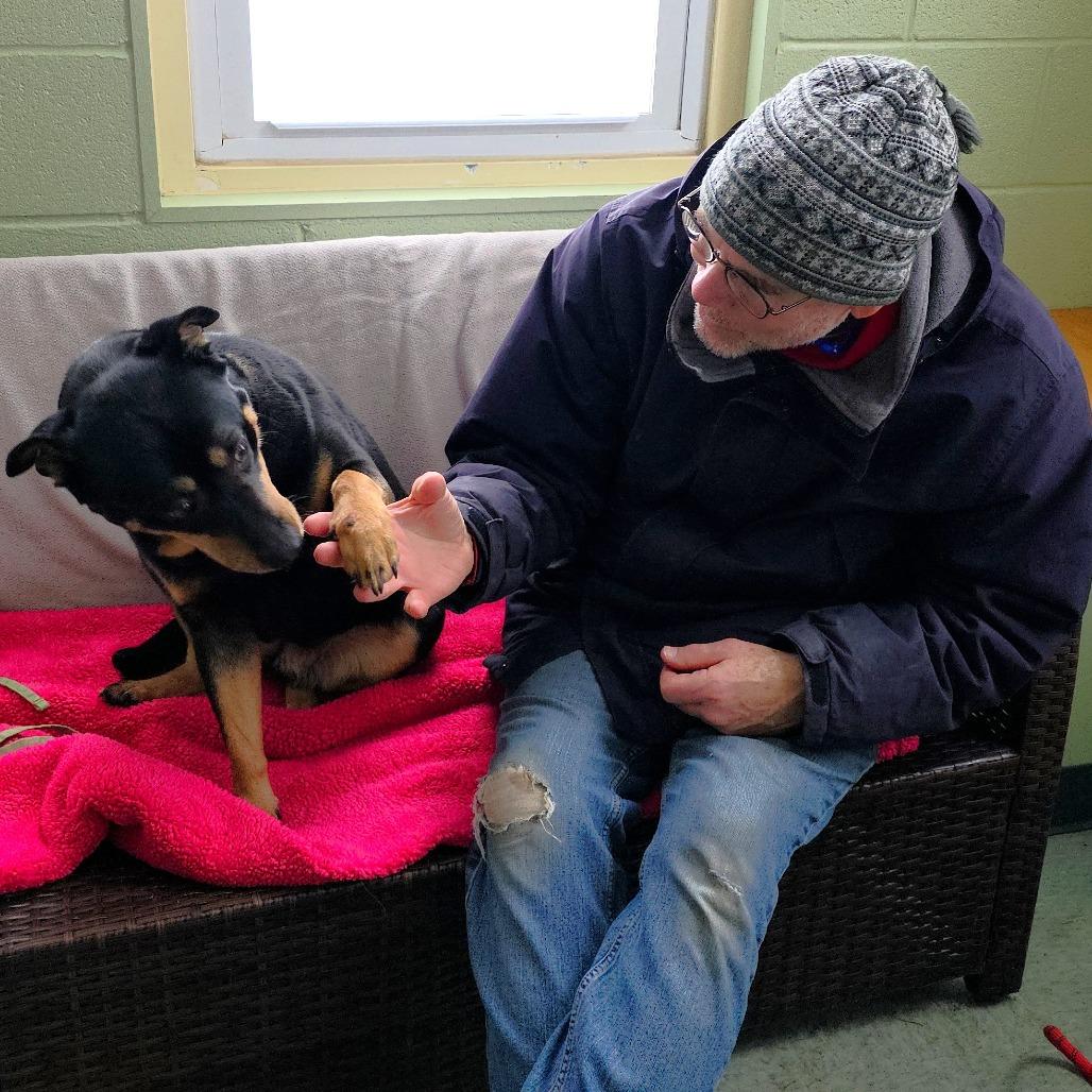 Molly, a Adoptable mixed breed in Michigan City, IN image 1/6