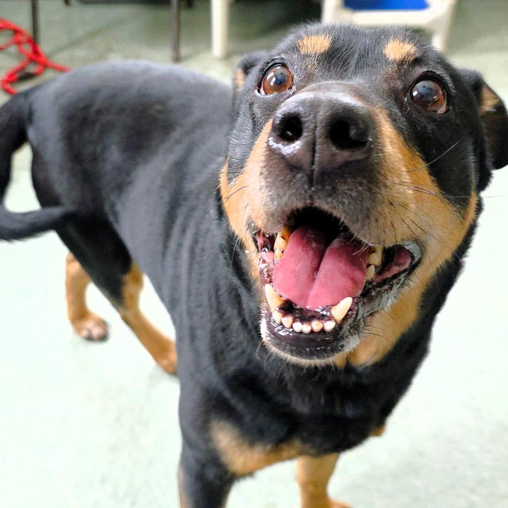 Molly, a Adoptable mixed breed in Michigan City, IN image 3/6