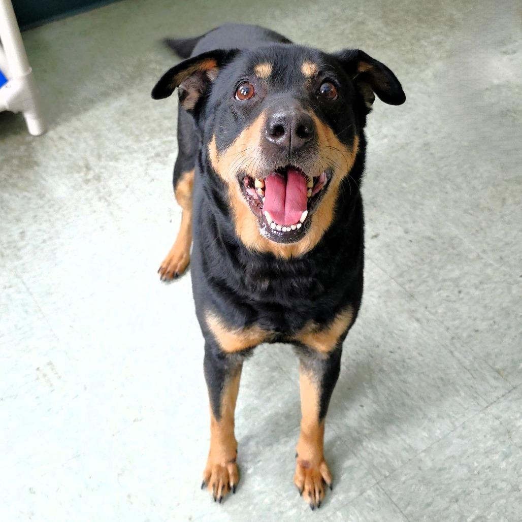 Molly, a Adoptable mixed breed in Michigan City, IN image 4/6