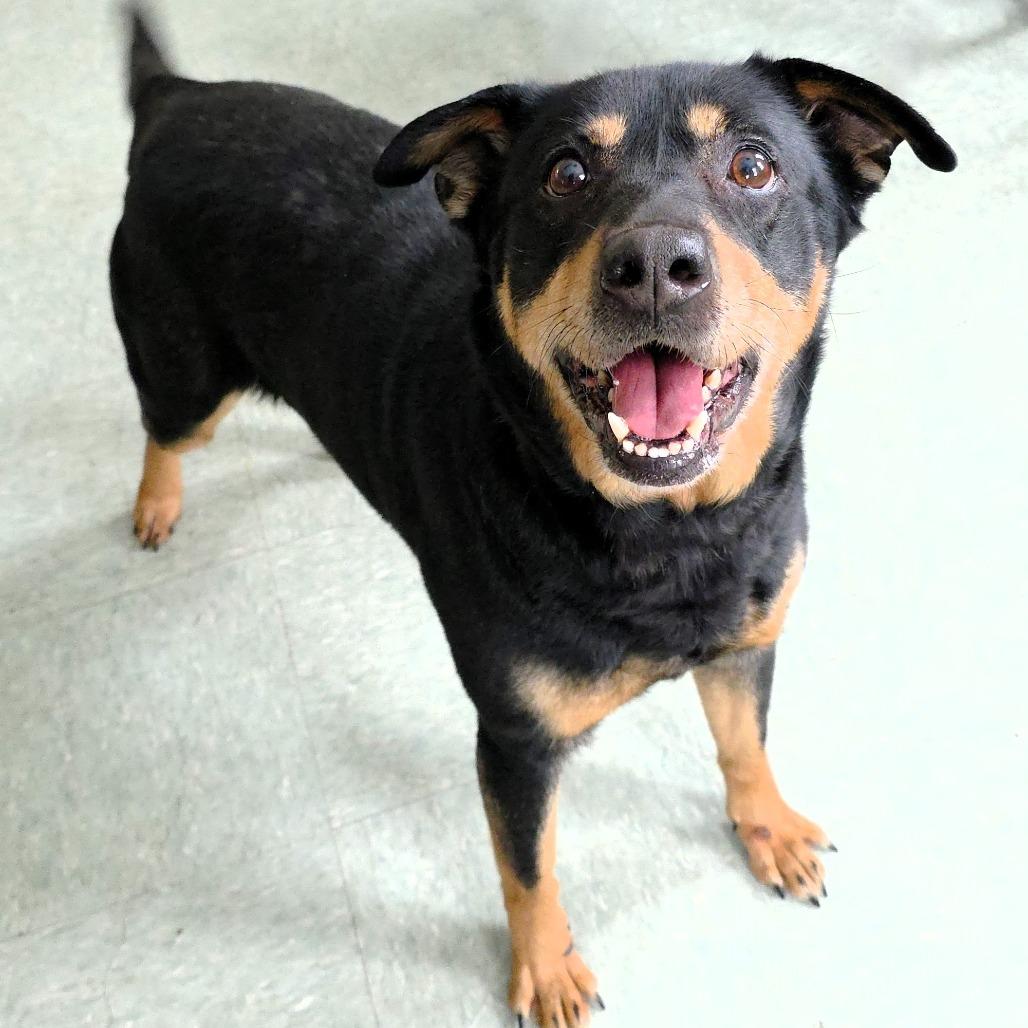 Molly, a Adoptable mixed breed in Michigan City, IN image 6/6