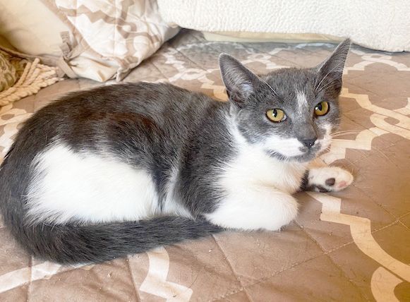 Splashy, Adoptable, Kitten Female Domestic Short Hair.