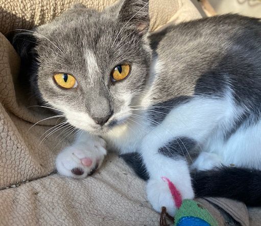 Enlarge Splashy, a Adoptable Domestic Short Hair in Mount Prospect, IL image 2/4