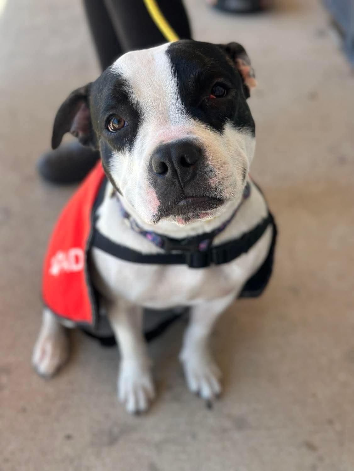 Amora, ADOPTABLE, Young Female Pit Bull Terrier.