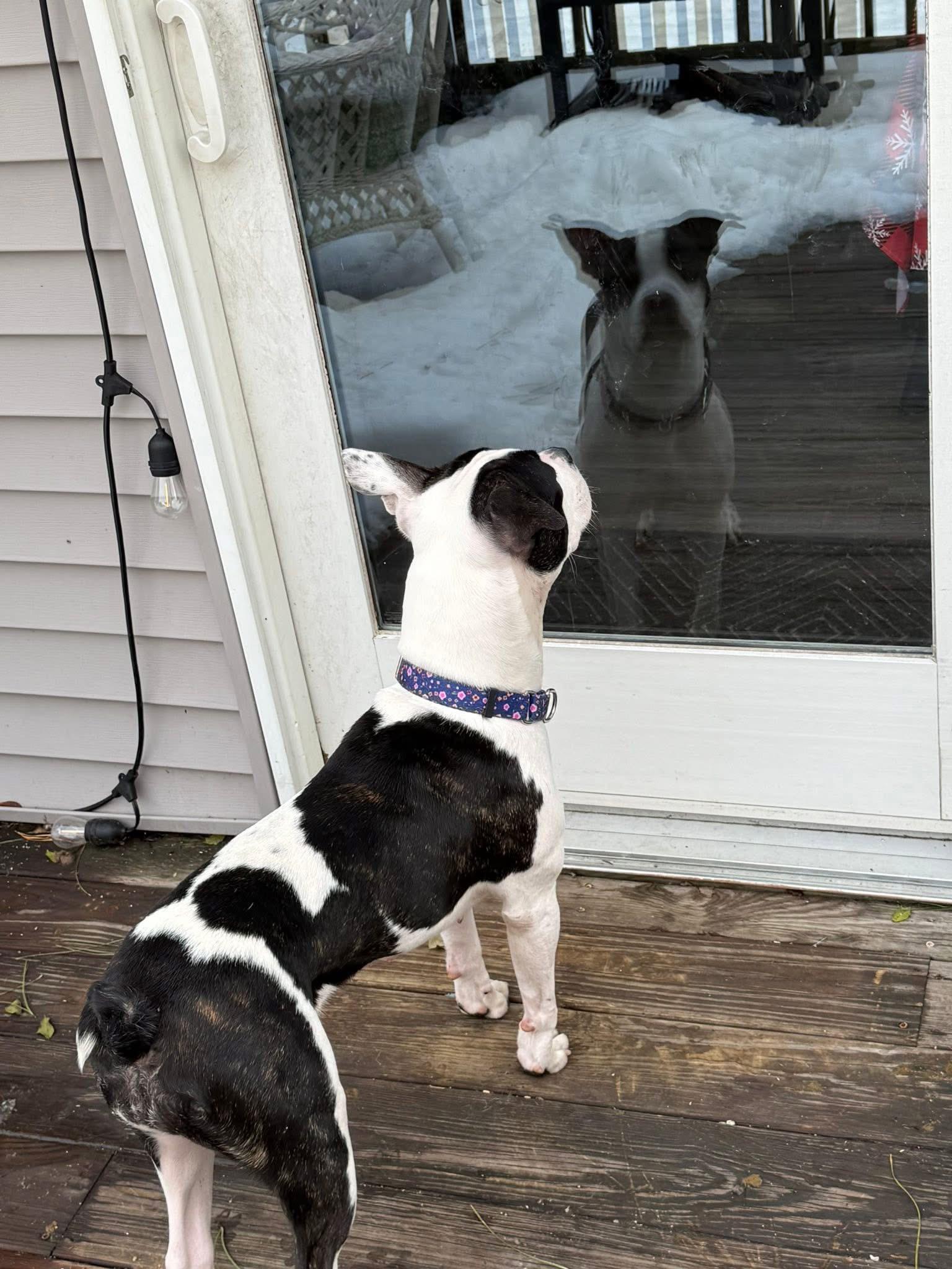 Enlarge Amora, a ADOPTABLE mixed breed in Jackson , NJ image 3/3