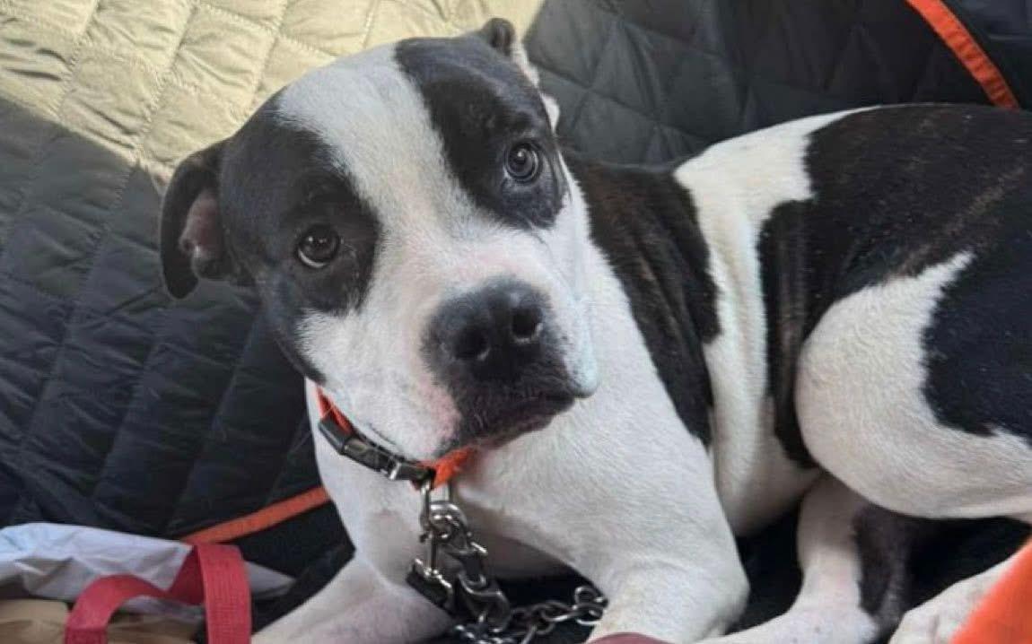 Amora, ADOPTABLE, Young Female Pit Bull Terrier.