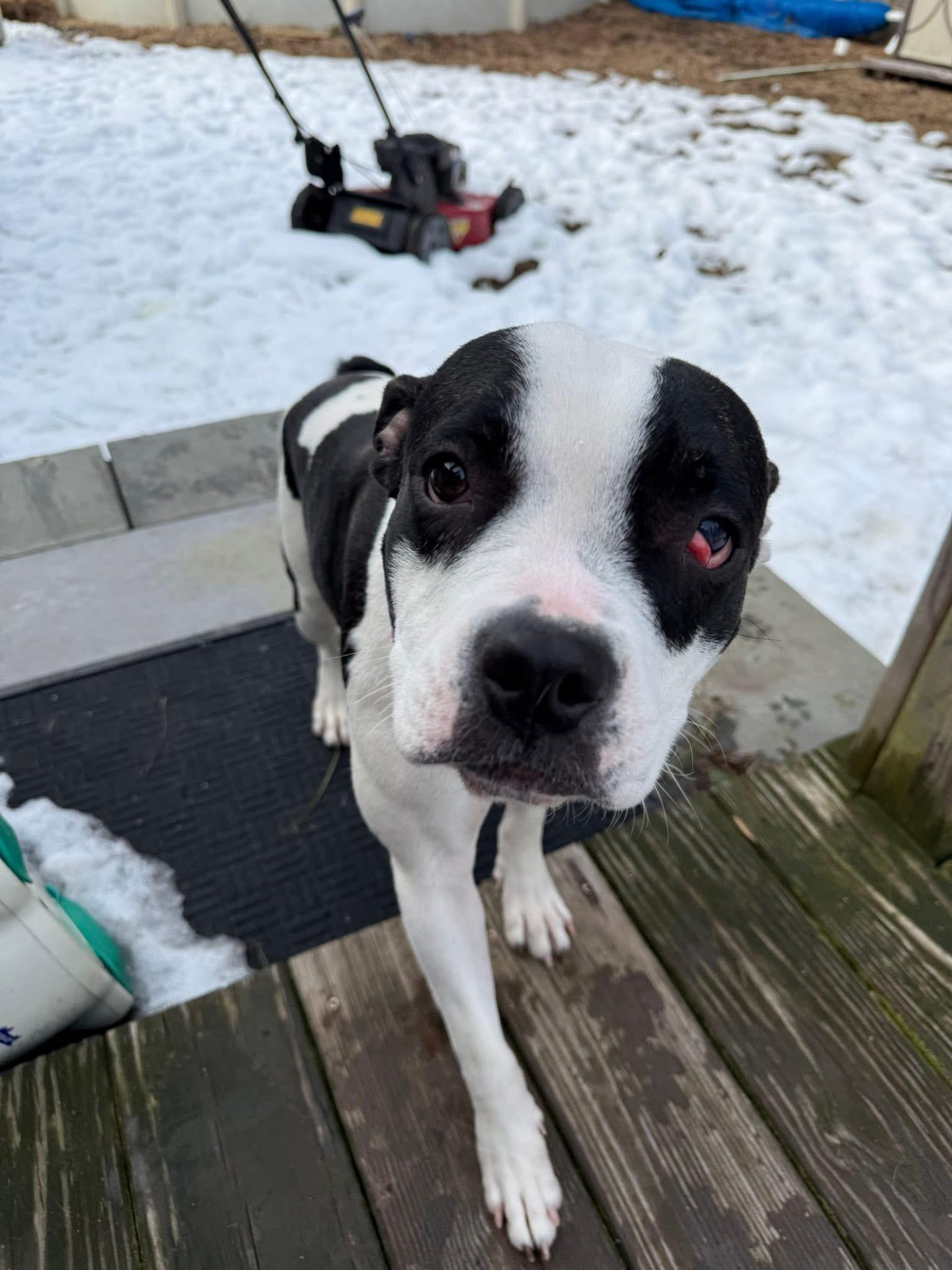 Enlarge Amora, a ADOPTABLE mixed breed in Jackson , NJ image 2/3