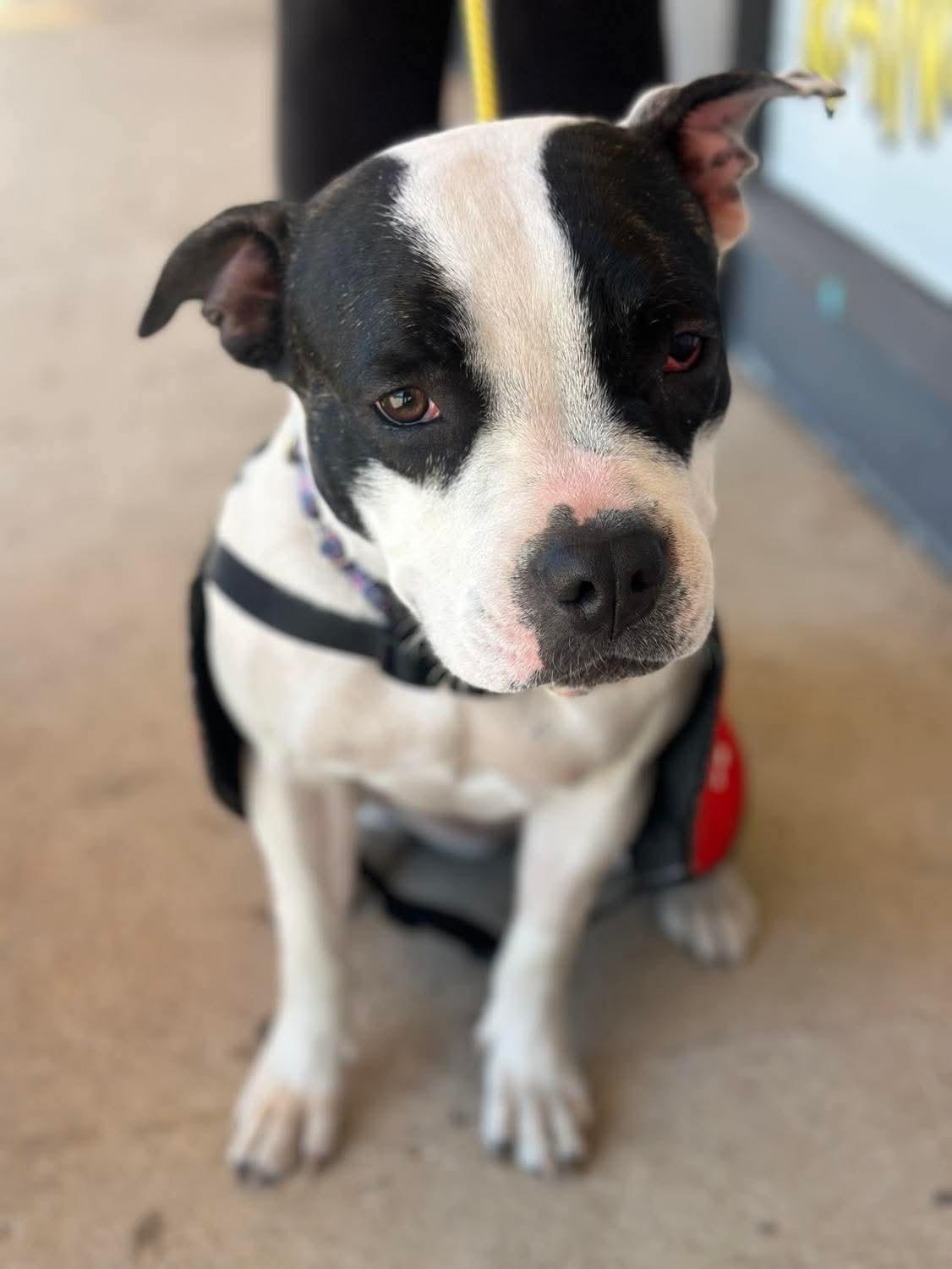 Enlarge Amora, a ADOPTABLE mixed breed in Jackson , NJ image 2/4