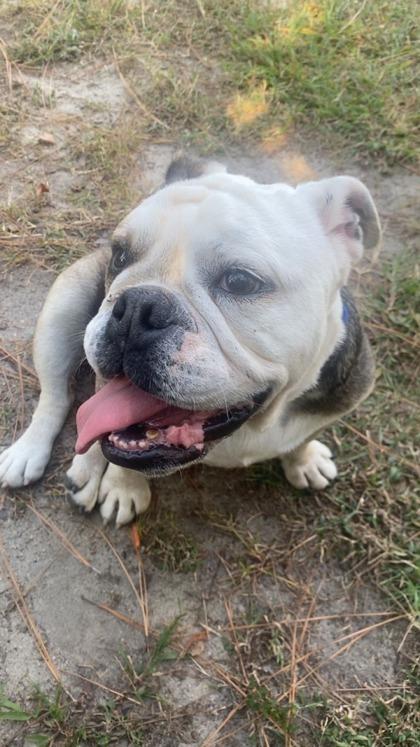 Ruthie, a Adoptable mixed breed in Southern Pines, NC image 1/3