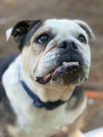 Ruthie, Adoptable, Senior Female English Bulldog & Mixed Breed.