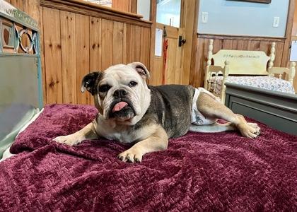 Ruthie, Adoptable, Senior Female English Bulldog & Mixed Breed.
