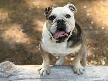Enlarge Ruthie, a Adoptable mixed breed in Southern Pines, NC image 3/3