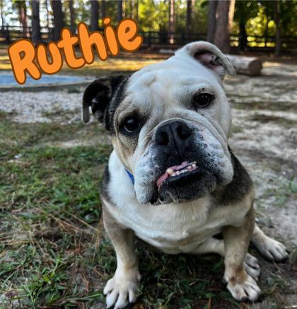 Enlarge Ruthie, a Adoptable mixed breed in Southern Pines, NC image 3/3