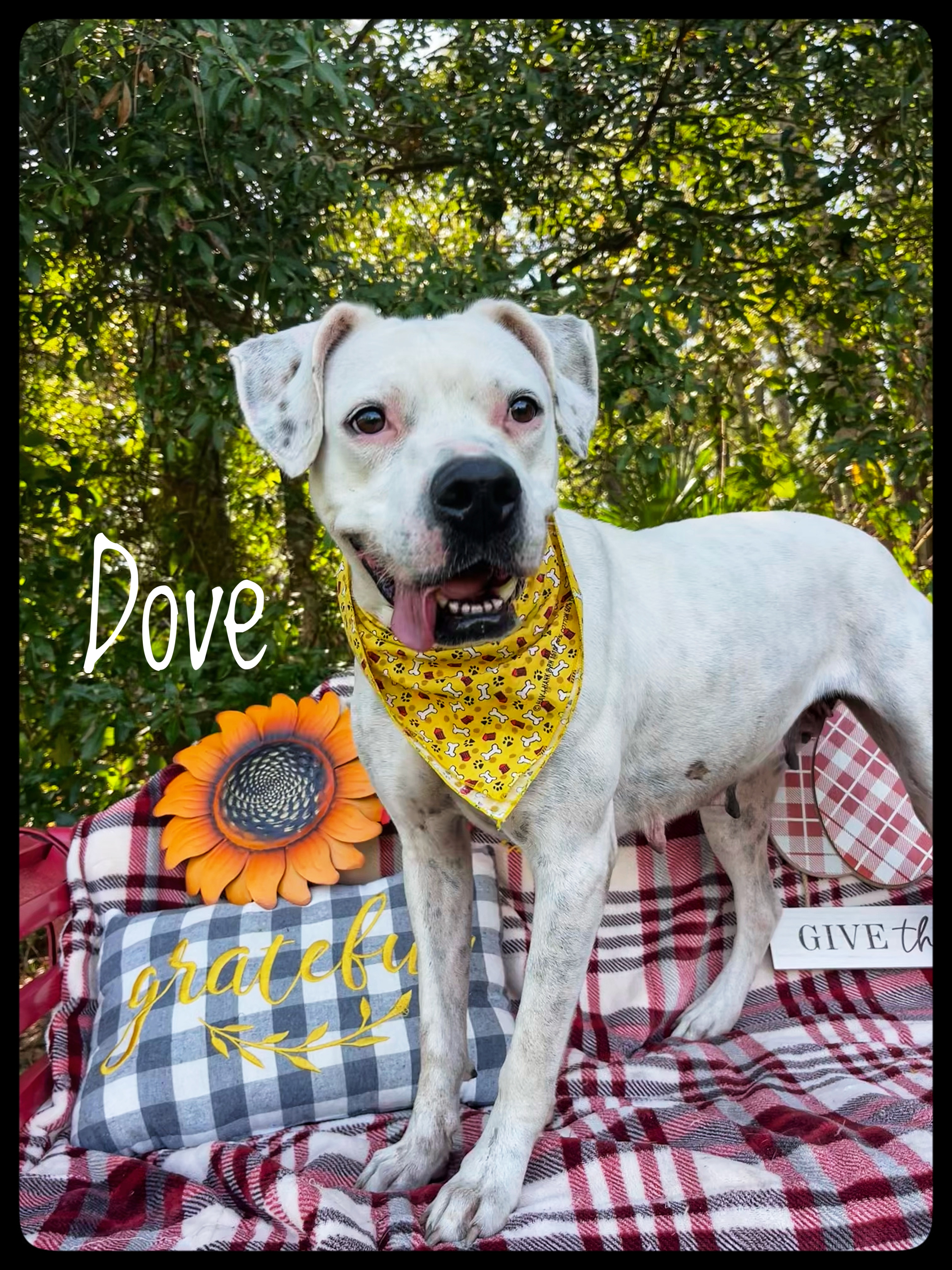 Dove, Adult Female American Bulldog