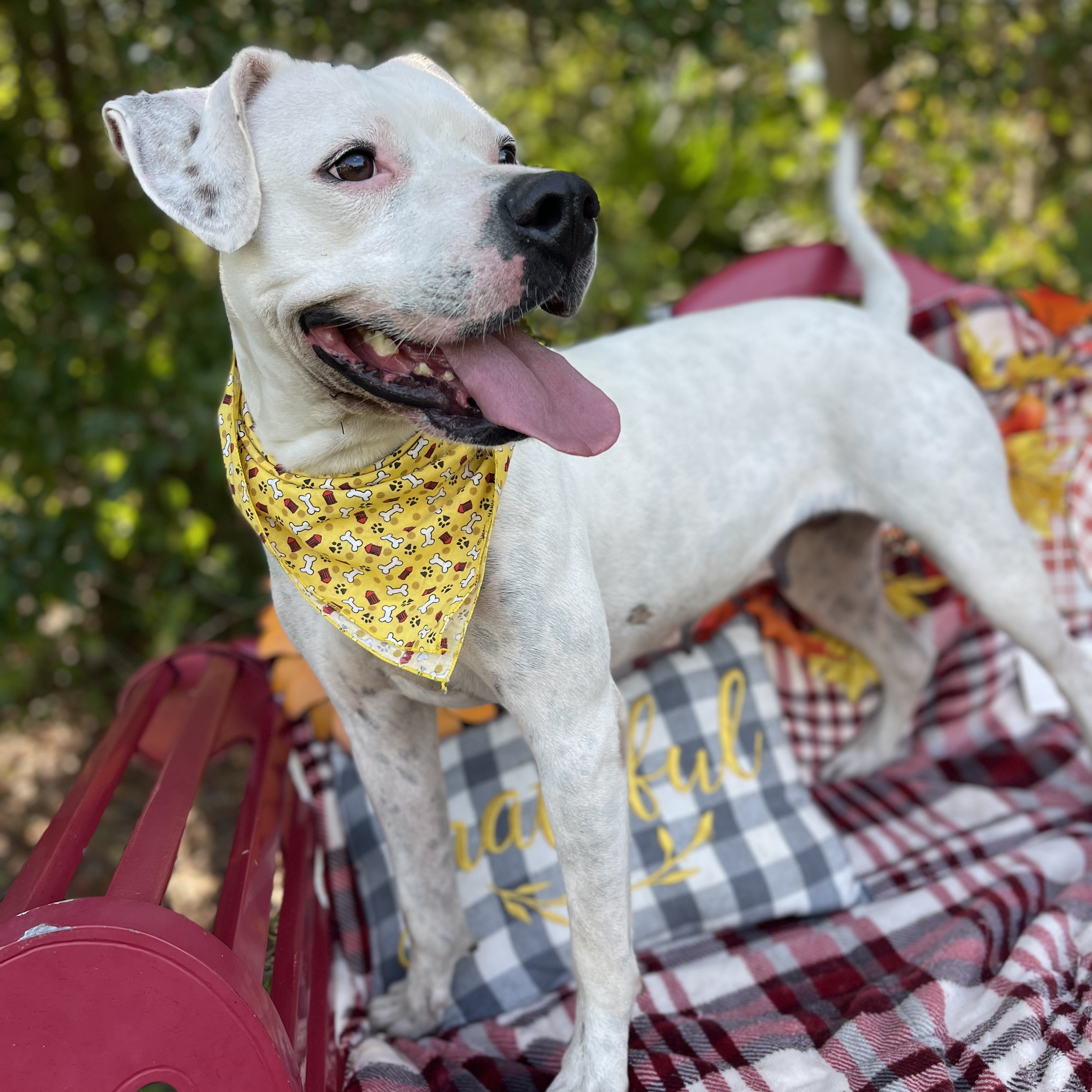 Dove, a Adoptable mixed breed in Sebring, FL image 2/5