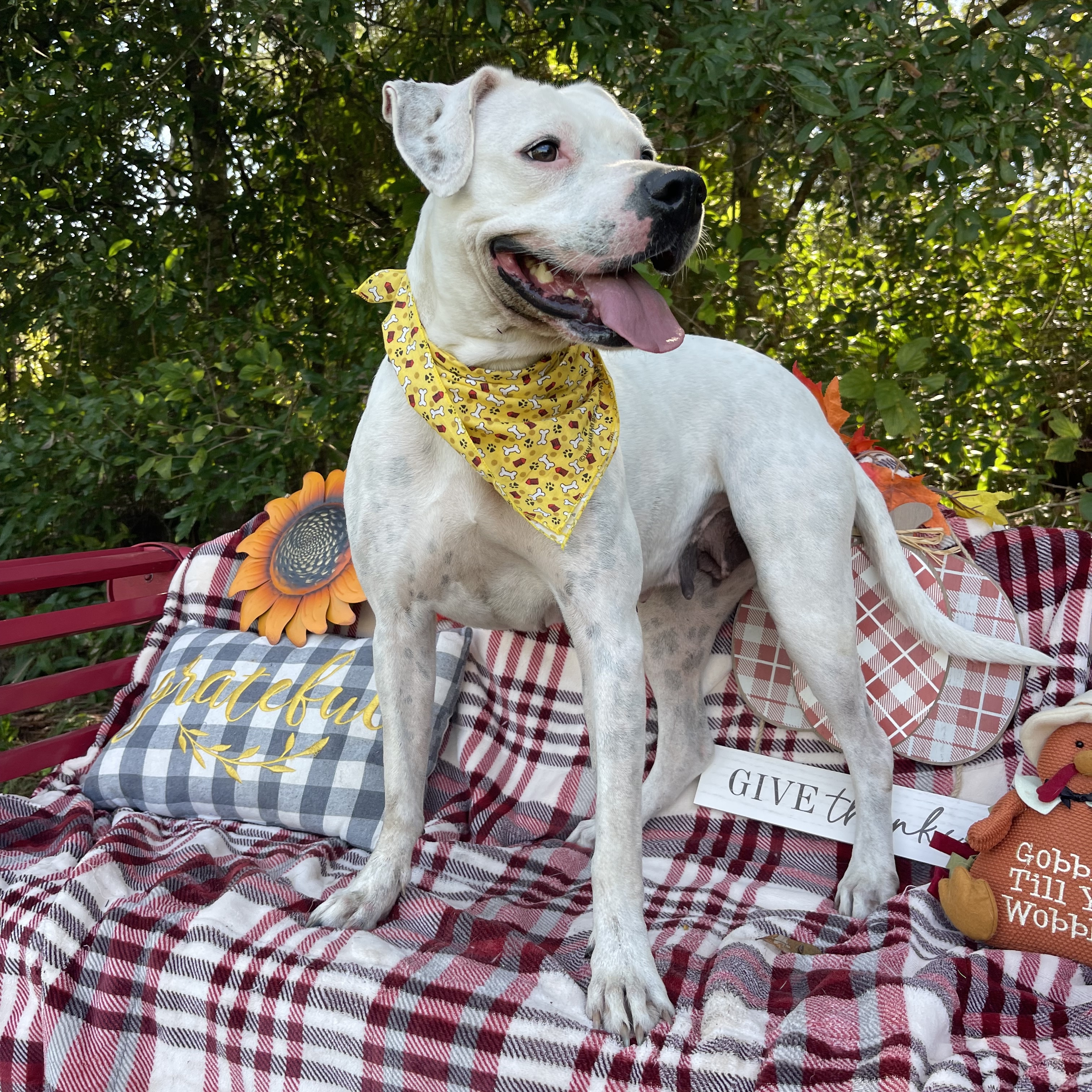 Dove, a Adoptable mixed breed in Sebring, FL image 3/5
