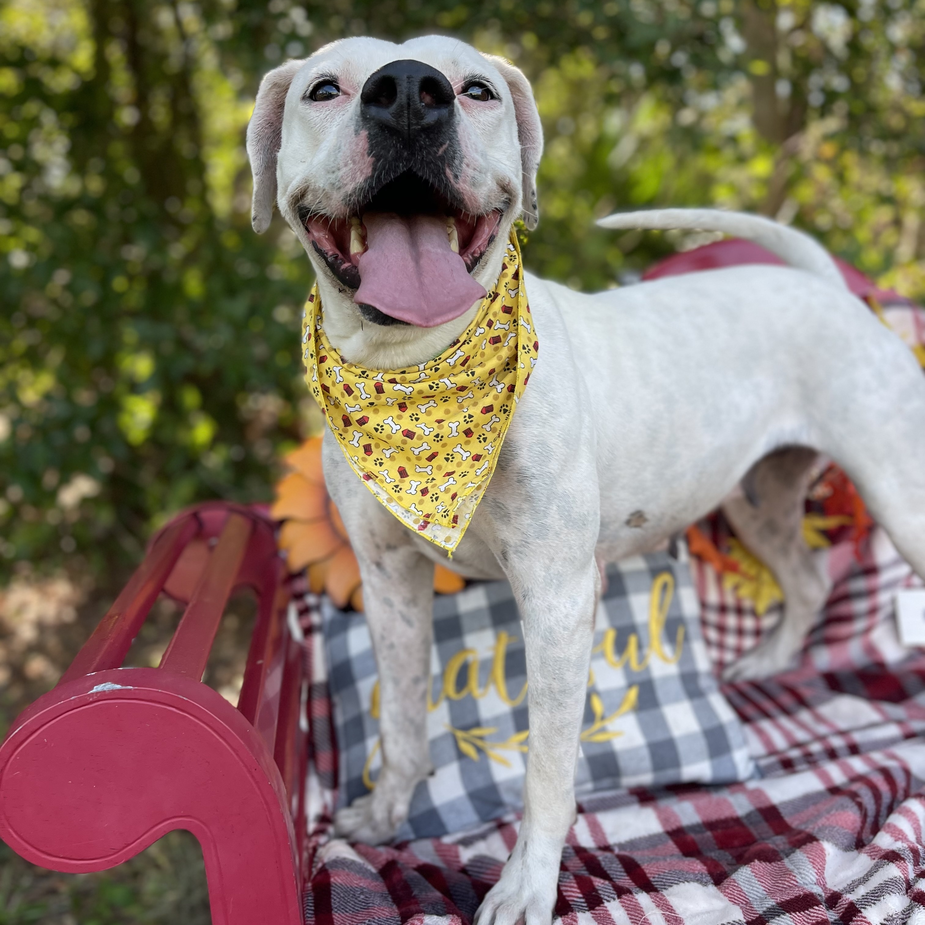Dove, a Adoptable mixed breed in Sebring, FL image 4/5