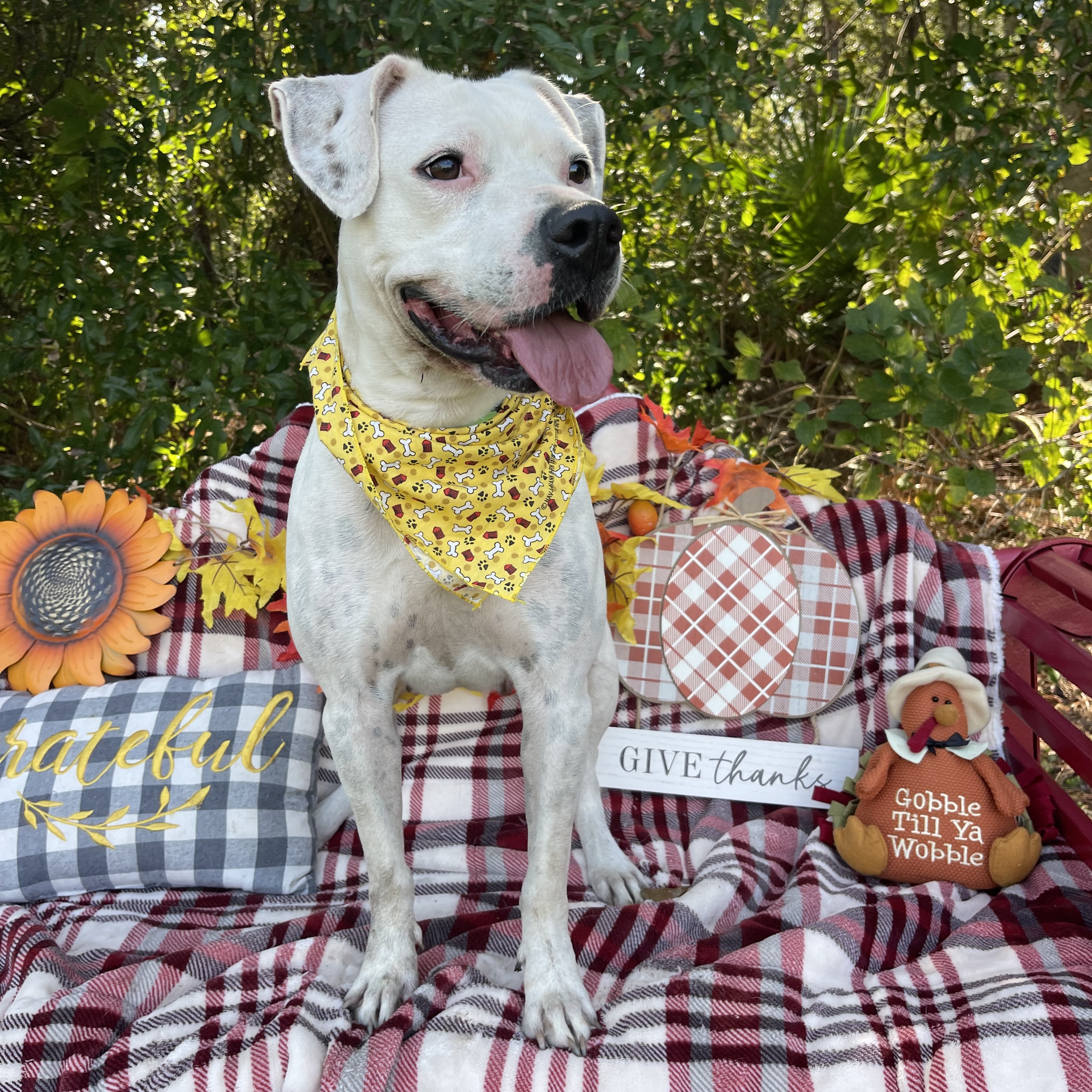 Dove, a Adoptable mixed breed in Sebring, FL image 5/5