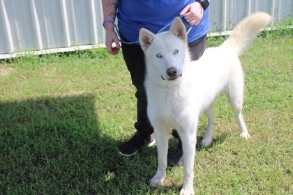 BOLT, Adoptable, Adult Male Siberian Husky & Mixed Breed.