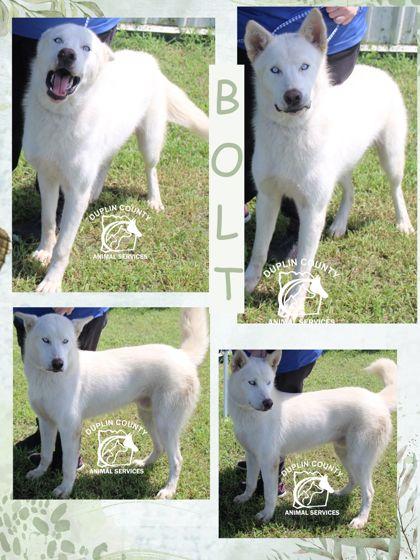 Enlarge BOLT, a Adoptable mixed breed in Kenansville, NC image 2/3