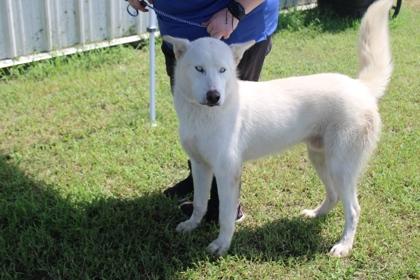 Enlarge BOLT, a Adoptable mixed breed in Kenansville, NC image 3/3