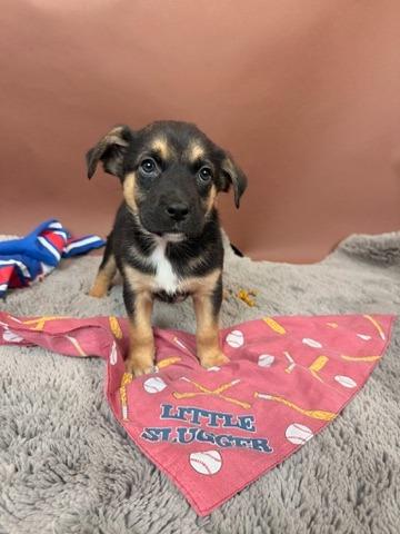 Padre, a Adoptable mixed breed in Phoenix, AZ image 1/3