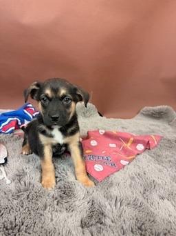 Padre, a Adoptable mixed breed in Phoenix, AZ image 2/3