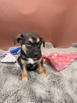 Padre, a Adoptable mixed breed in Phoenix, AZ image 3/3