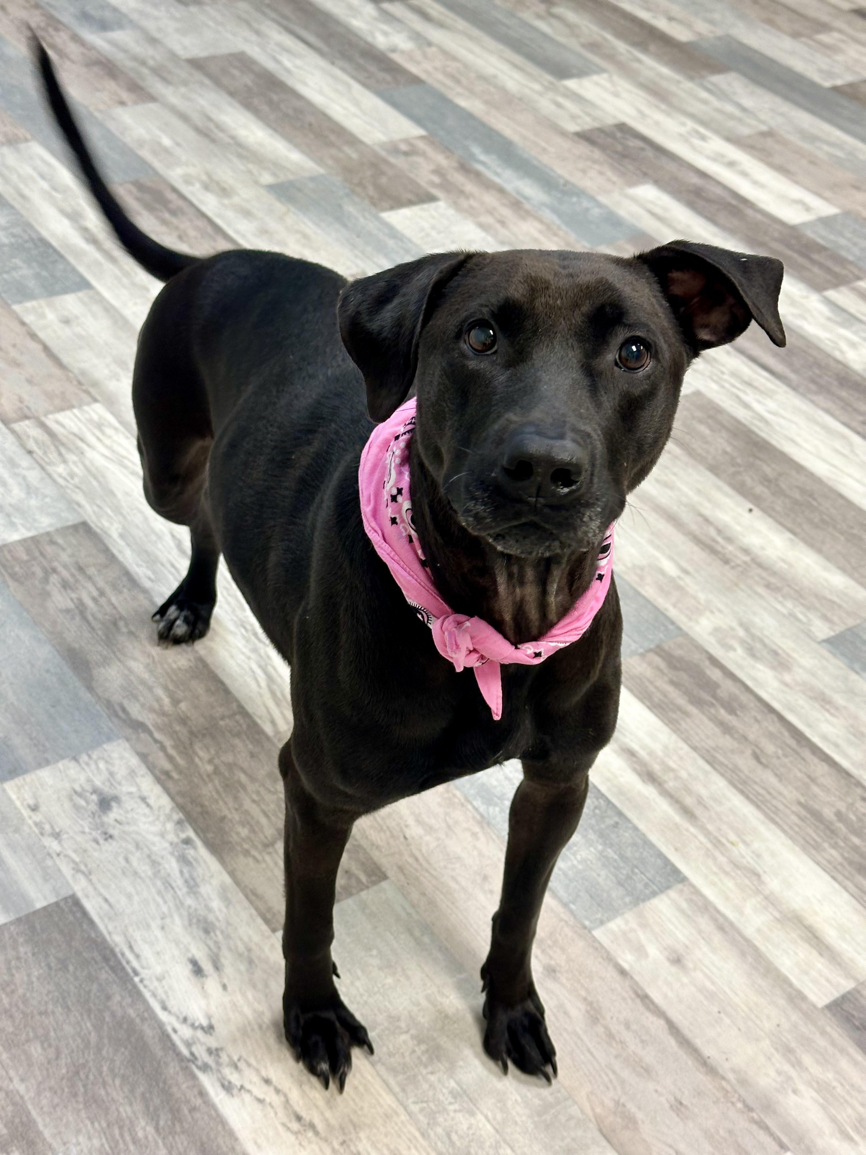 Enlarge Dixie, a ADOPTABLE mixed breed in Lufkin, TX image 1/5