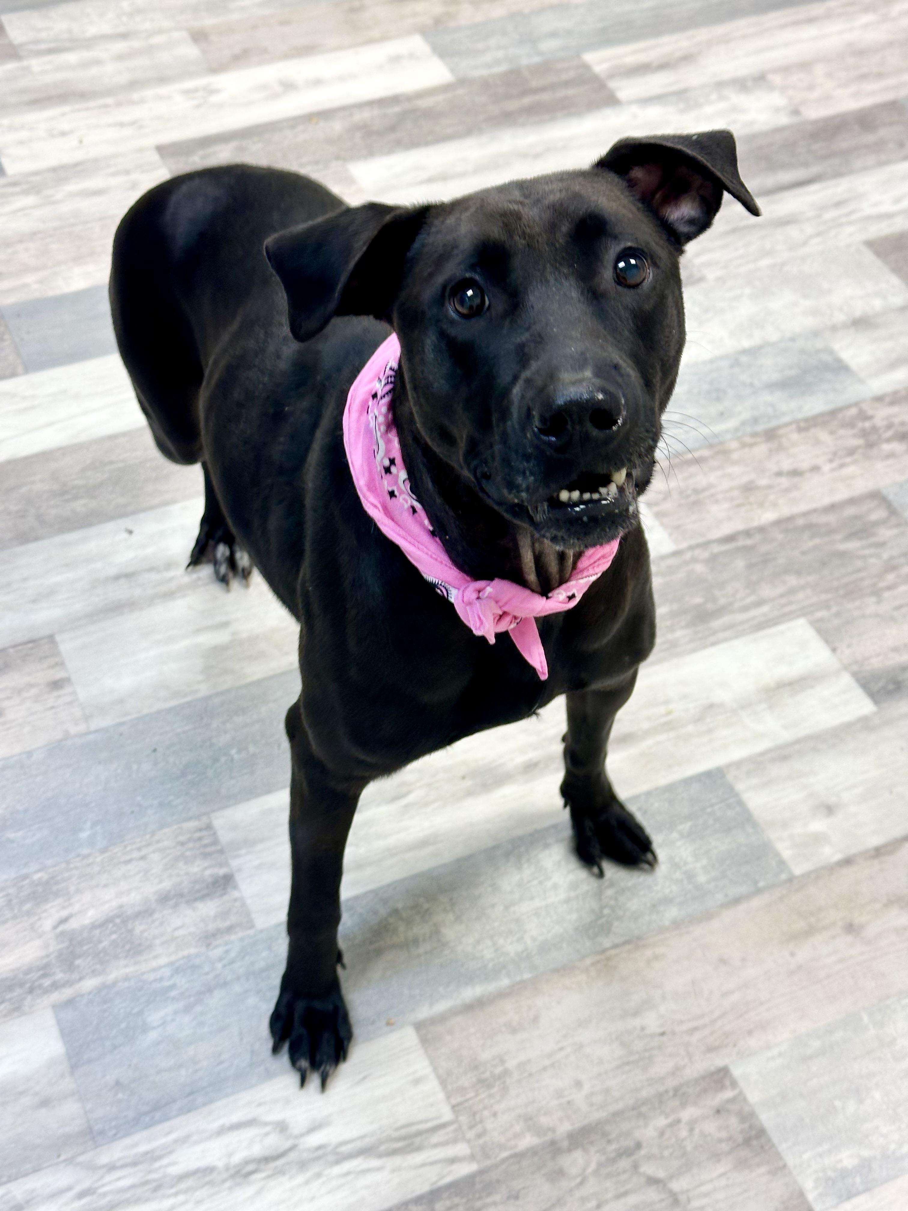 Enlarge Dixie, a ADOPTABLE mixed breed in Lufkin, TX image 3/5