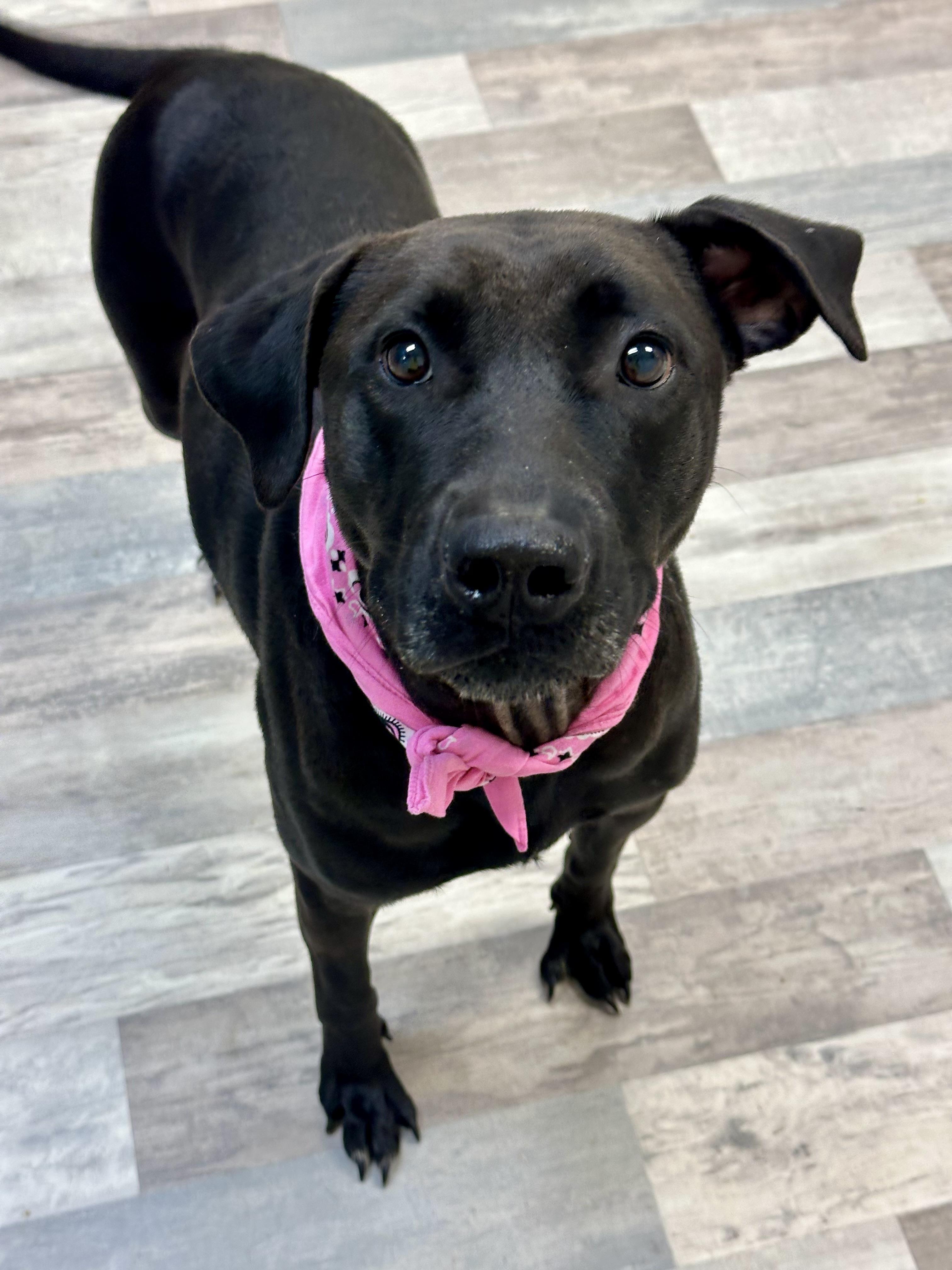 Enlarge Dixie, a ADOPTABLE mixed breed in Lufkin, TX image 5/5