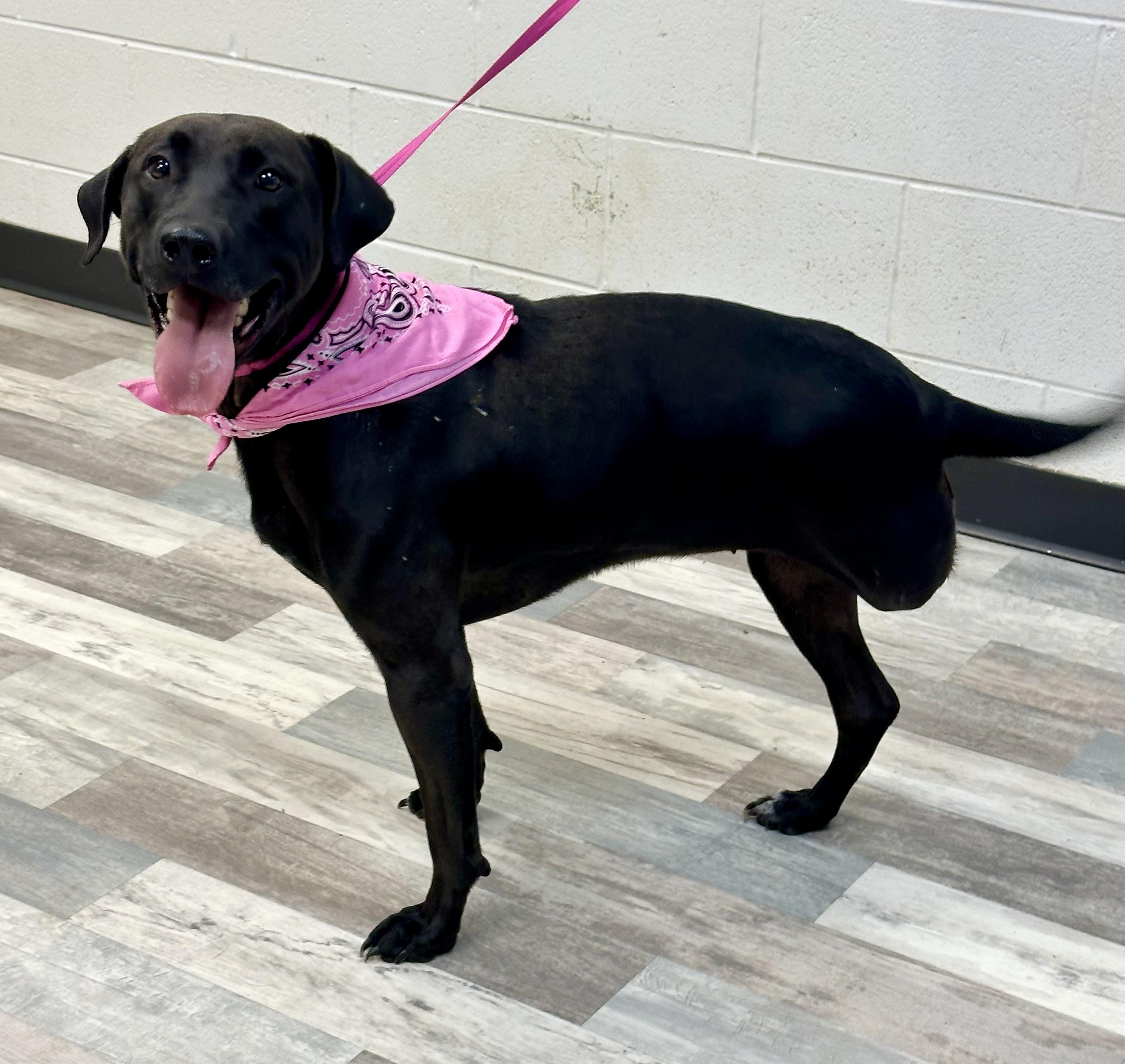 Enlarge Dixie, a ADOPTABLE mixed breed in Lufkin, TX image 4/5