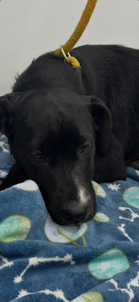 Cupcake, Adopted, Puppy Female Retriever.
