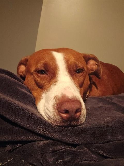 Enlarge YOU LOOK FAMILIAR, a Adoptable Pit Bull Terrier in Louisville, KY image 1/1