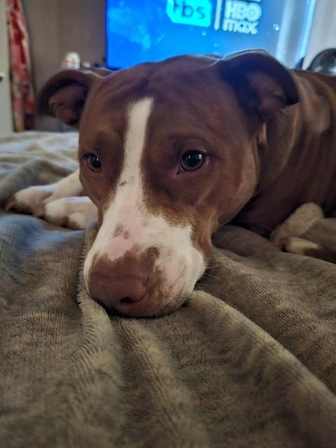 YOU LOOK FAMILIAR, Adoptable, Young Female Pit Bull Terrier.