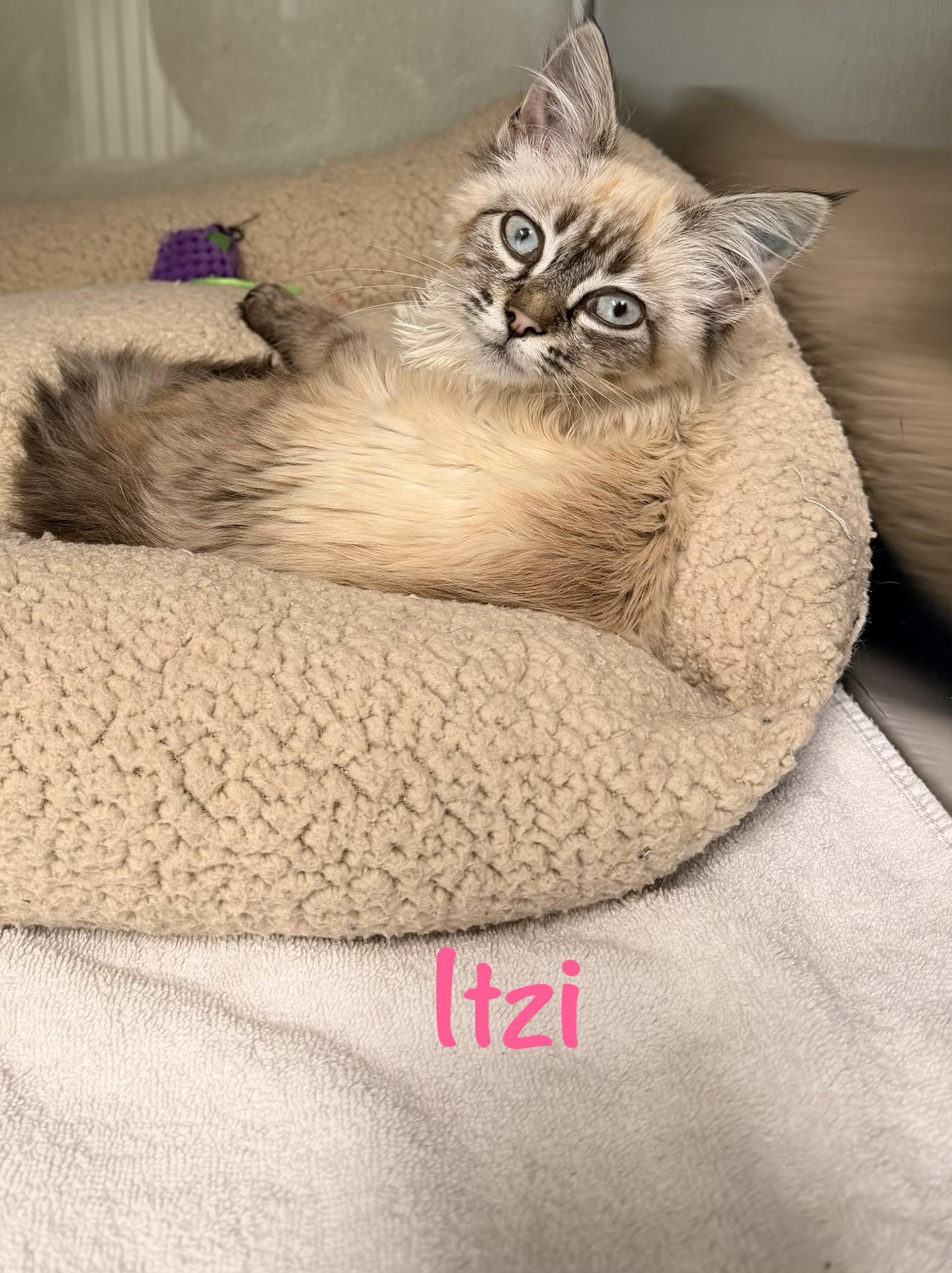 Itzi, ADOPTABLE, Kitten Female Siamese.