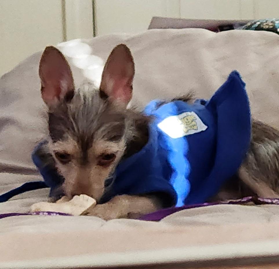 Enlarge Taco, a Adoptable mixed breed in Albuquerque, NM image 1/1