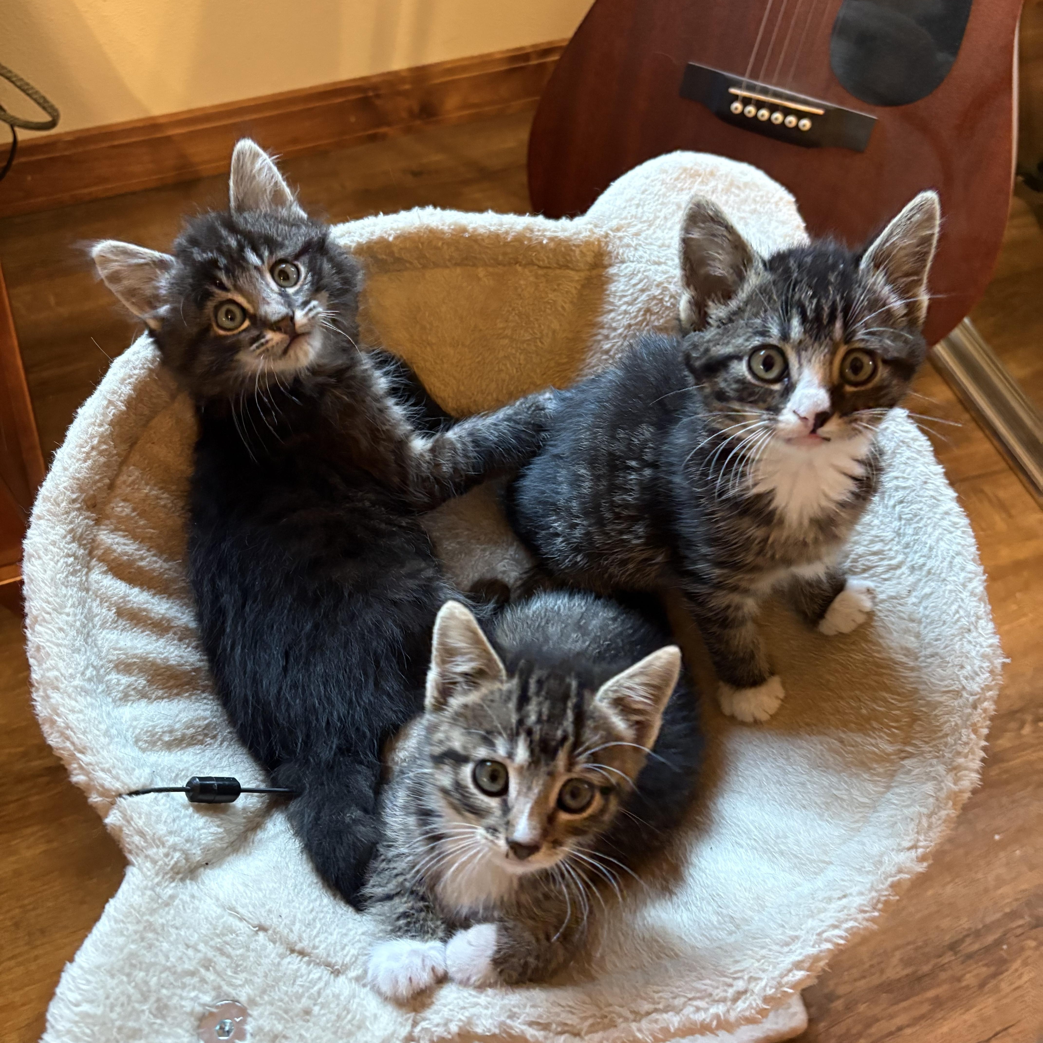 Enlarge Locomotive. (Loco), a ADOPTABLE Tabby in Portland, OR image 3/3