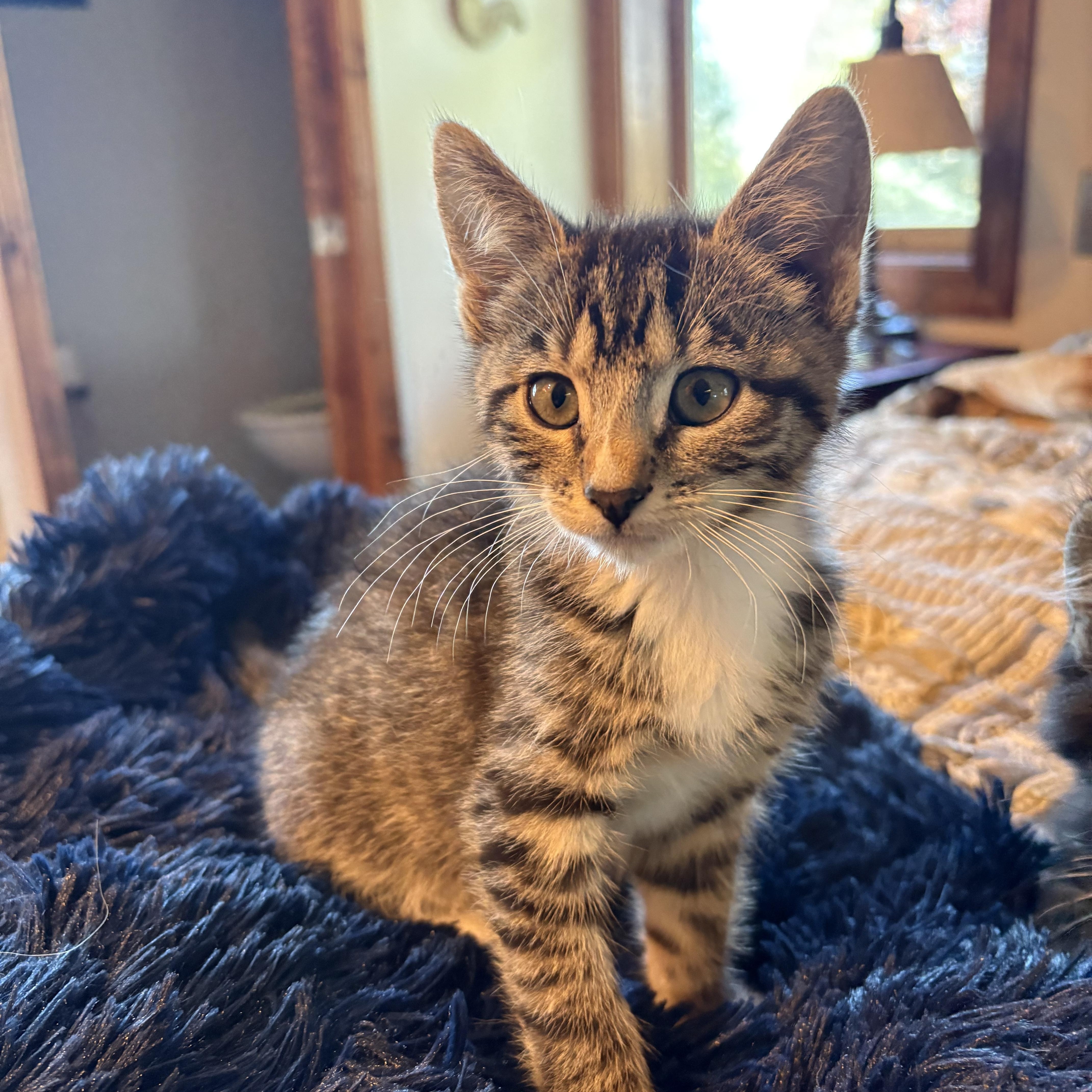 Locomotive. (Loco), ADOPTABLE, Kitten Female Tabby.