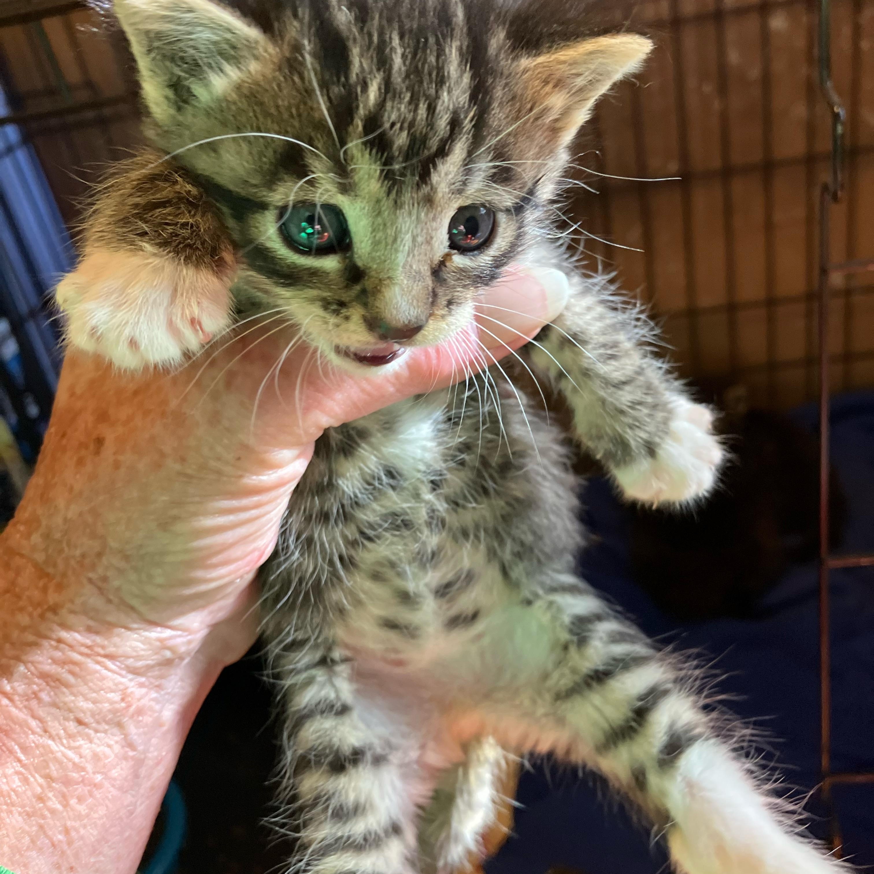 Enlarge Locomotive. (Loco), a ADOPTABLE Tabby in Portland, OR image 2/3