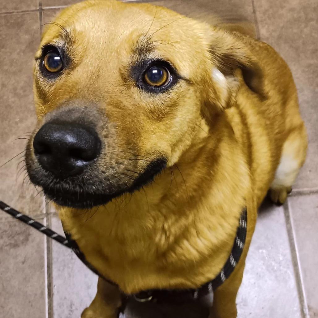 Stevie, a Adoptable mixed breed in Cordova, TN image 1/6