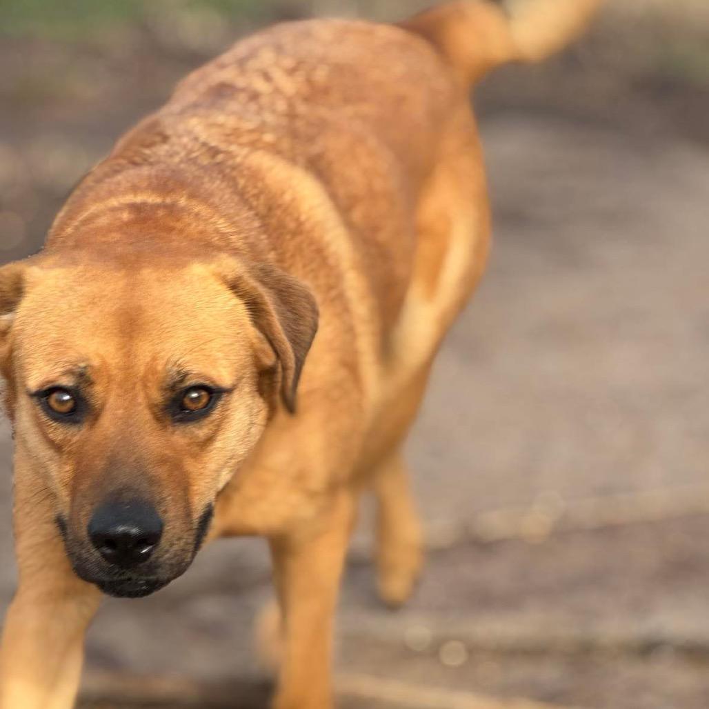 Stevie, a Adoptable mixed breed in Cordova, TN image 3/6