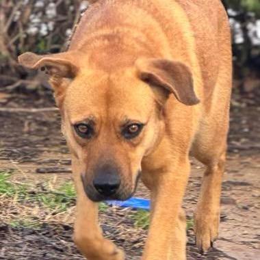 Stevie, a Adoptable mixed breed in Cordova, TN image 6/6