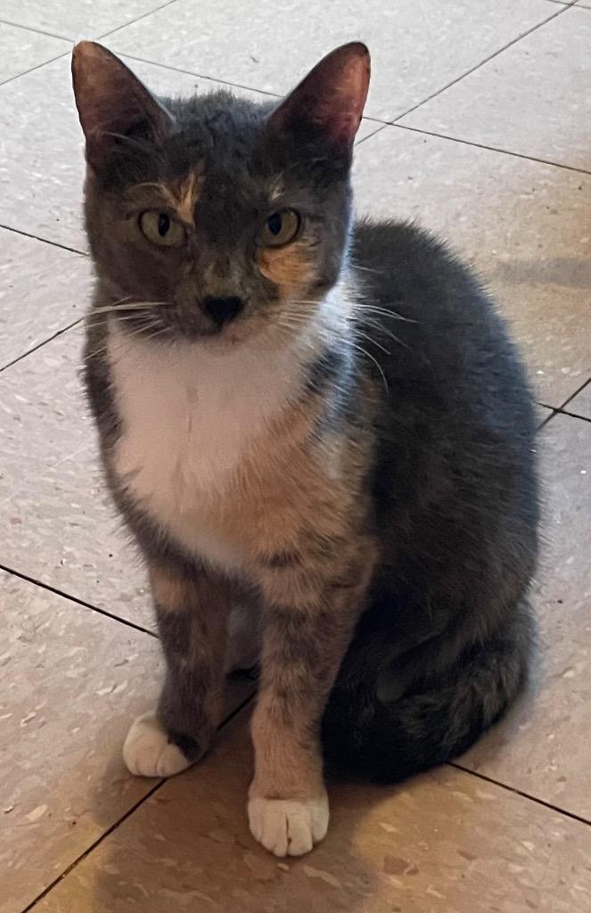 Enlarge CARLA, a Adopted mixed breed in Marianna, FL image 1/1