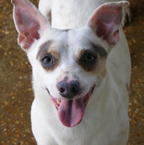 Enlarge Lou, a Adoptable mixed breed in Floresville, TX image 1/1