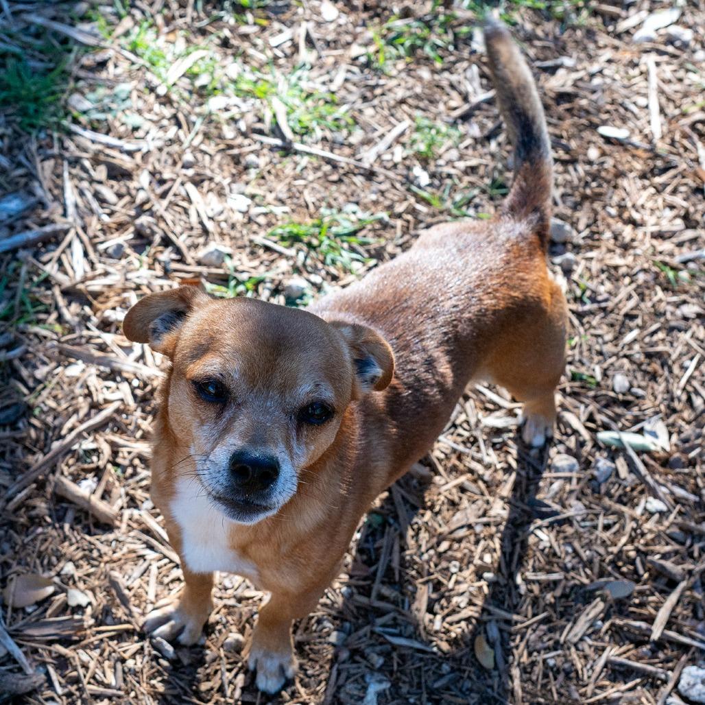 Littlefoot, a Adoptable mixed breed in Wimberley, TX image 1/6