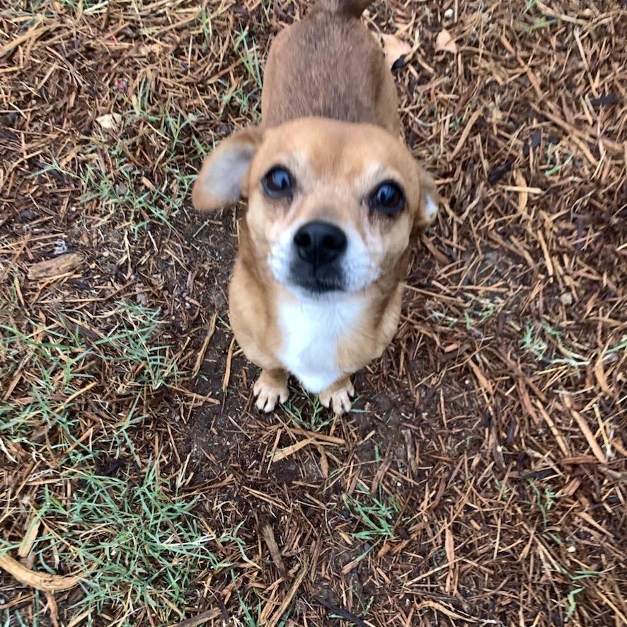 Littlefoot, a Adoptable mixed breed in Wimberley, TX image 2/6