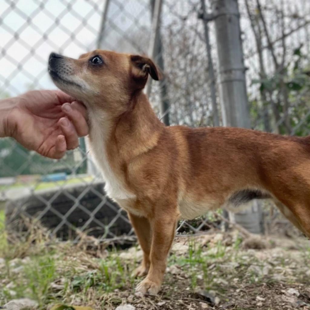 Littlefoot, a Adoptable mixed breed in Wimberley, TX image 5/6