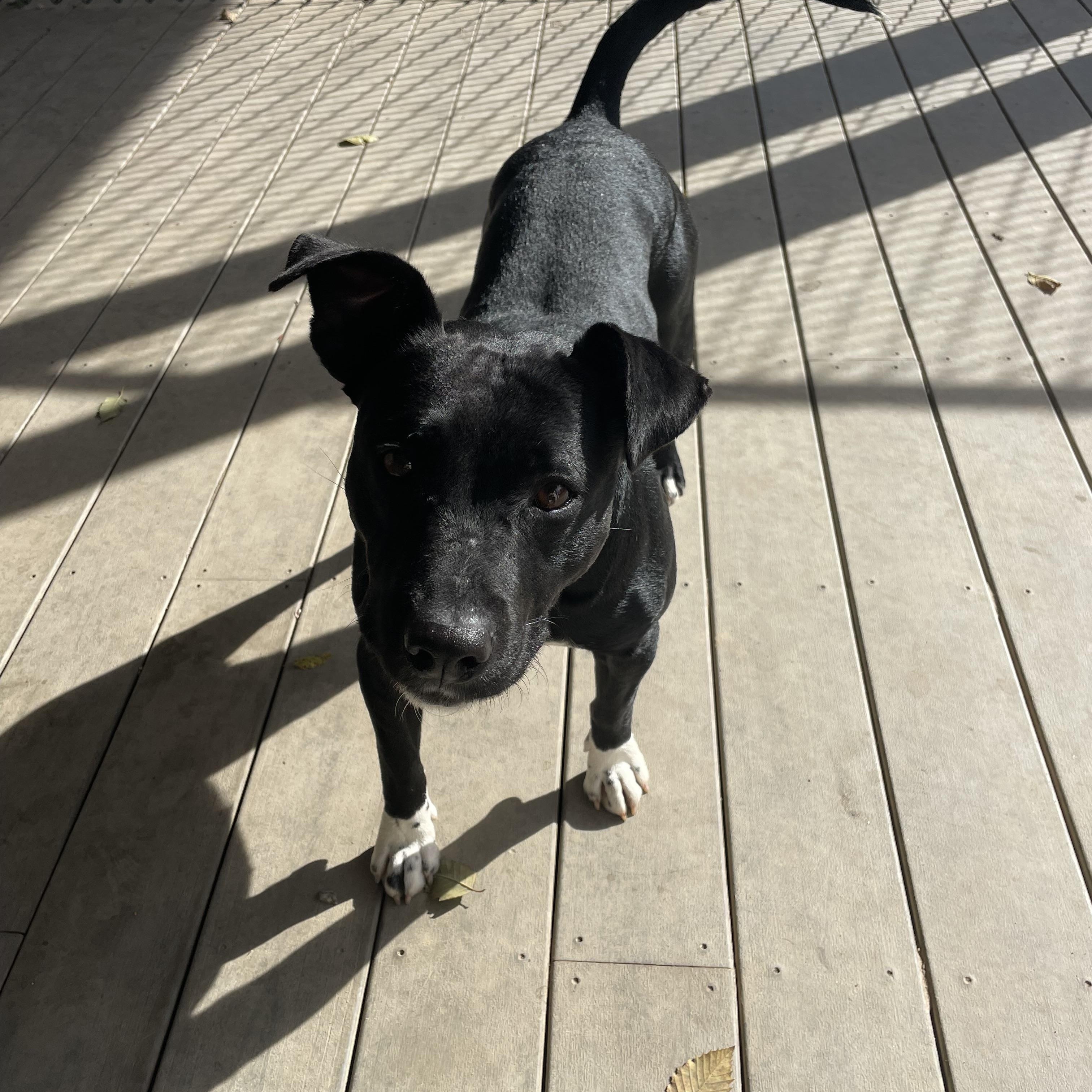 Michael, a Adoptable mixed breed in Saluda, VA image 4/6